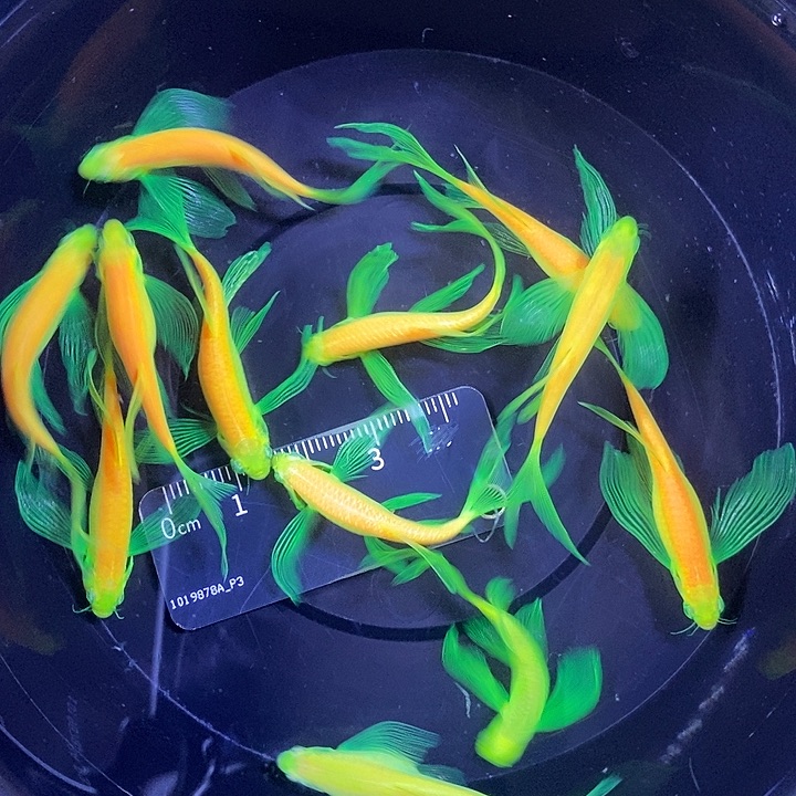 斑马鱼蝶翼斑马龙凤4厘米10送2渐变绿