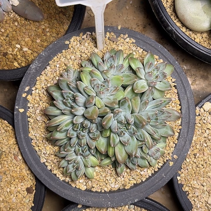 多肉植物雨花石683