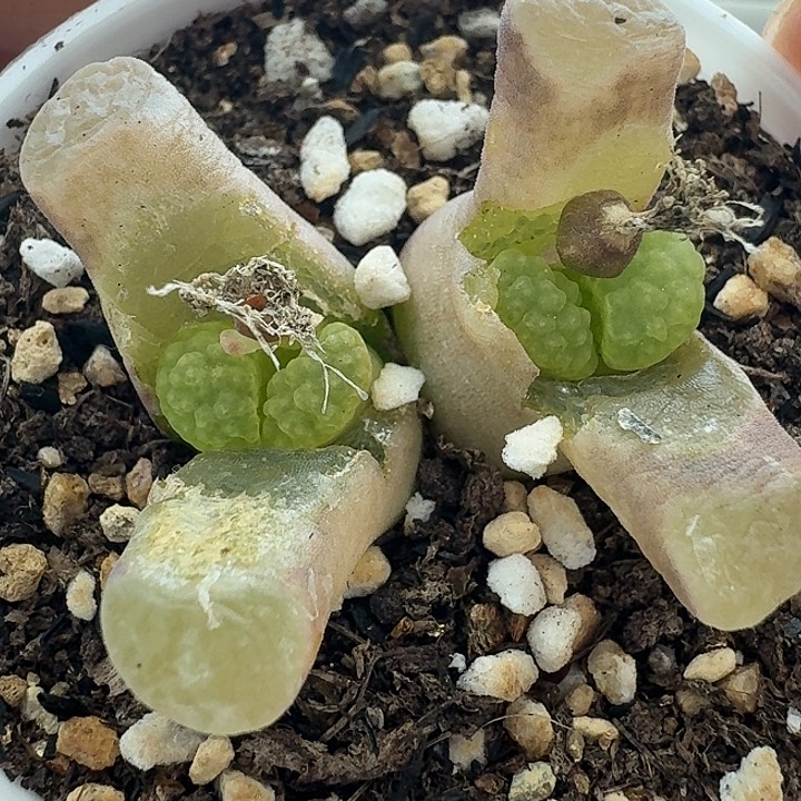 老马生石花磁铁2314