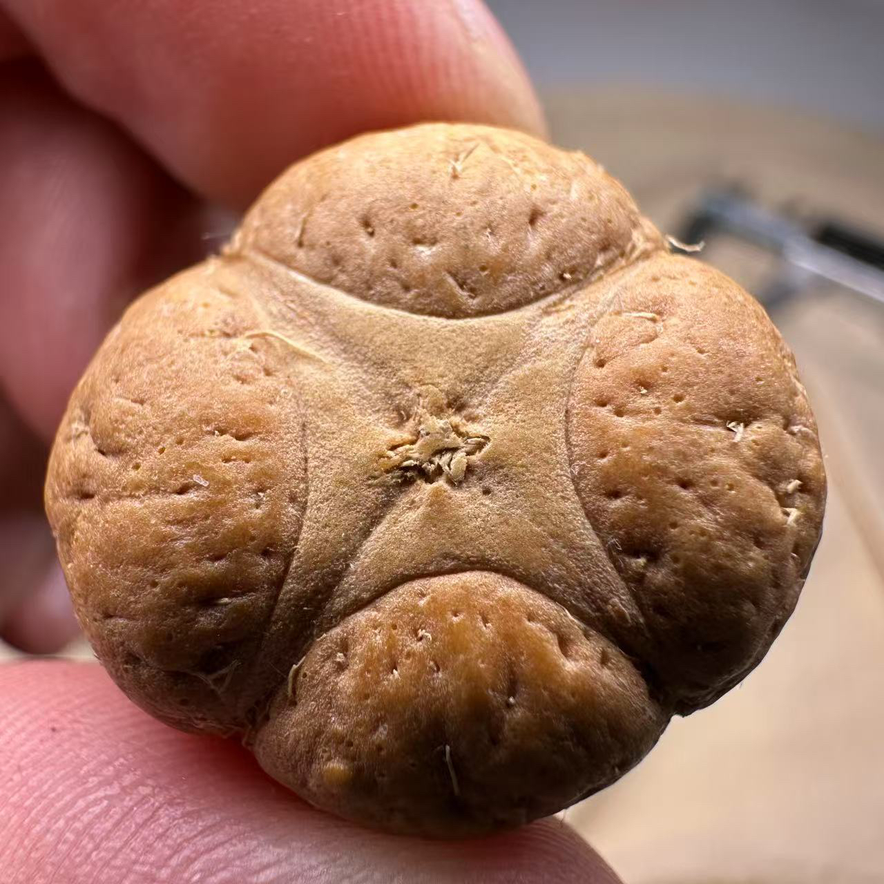 尼泊尔麒麟眼菩提，尺寸25，厚度16，梅花系列
