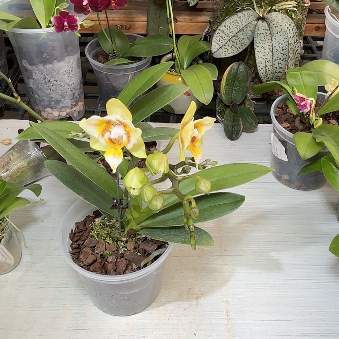 尘***露大部分花苞少量开放黄蝙蝠