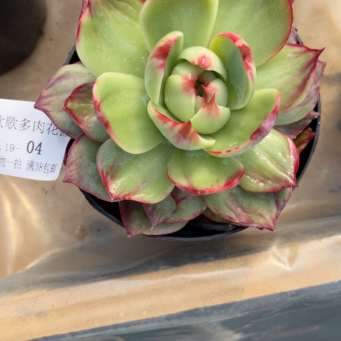 l****贝2.19-4惊鸿仙子