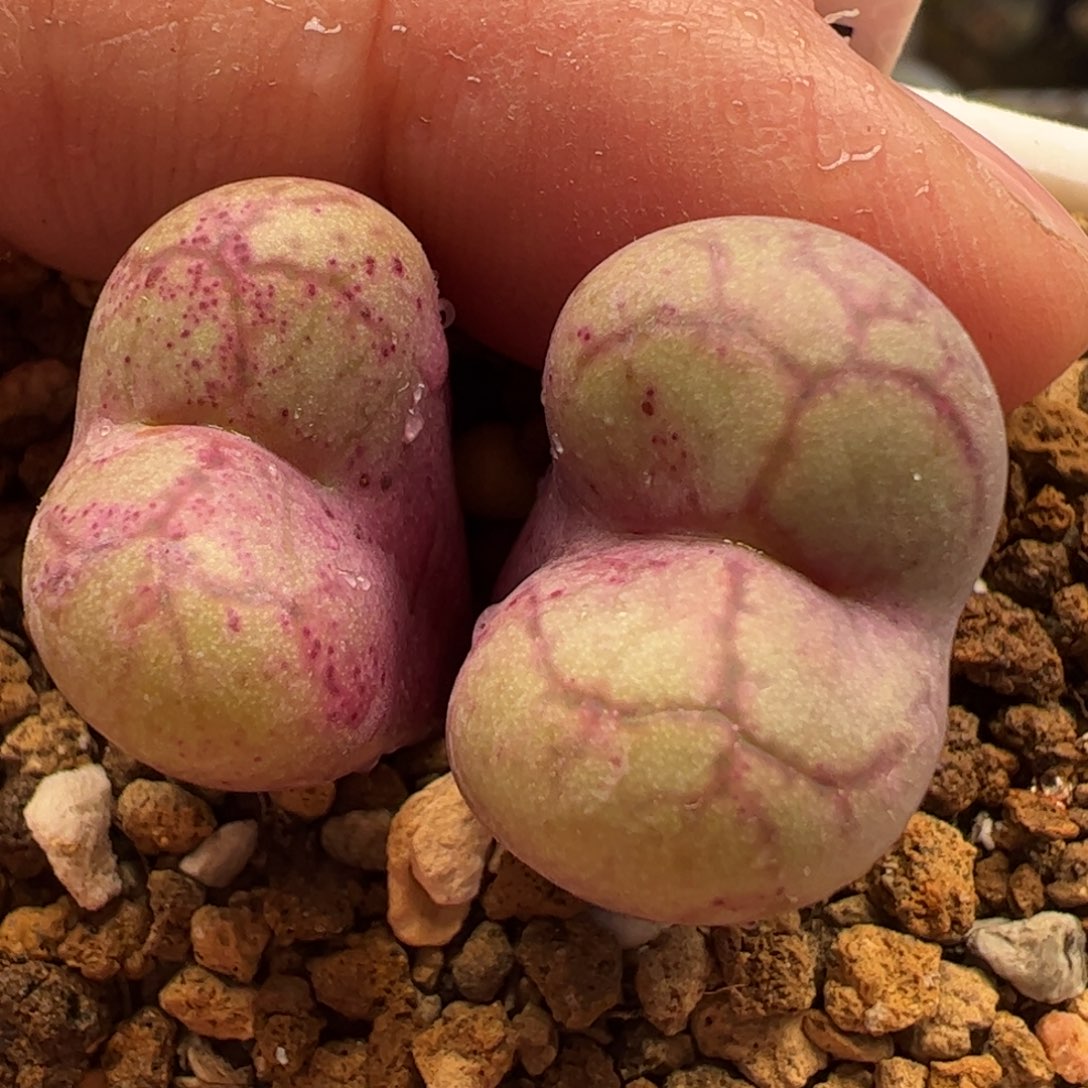 阿多福母本拆株多肉