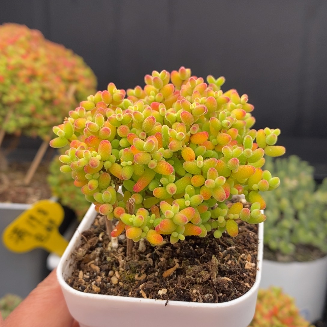 无花朵8号蜜橘糖球