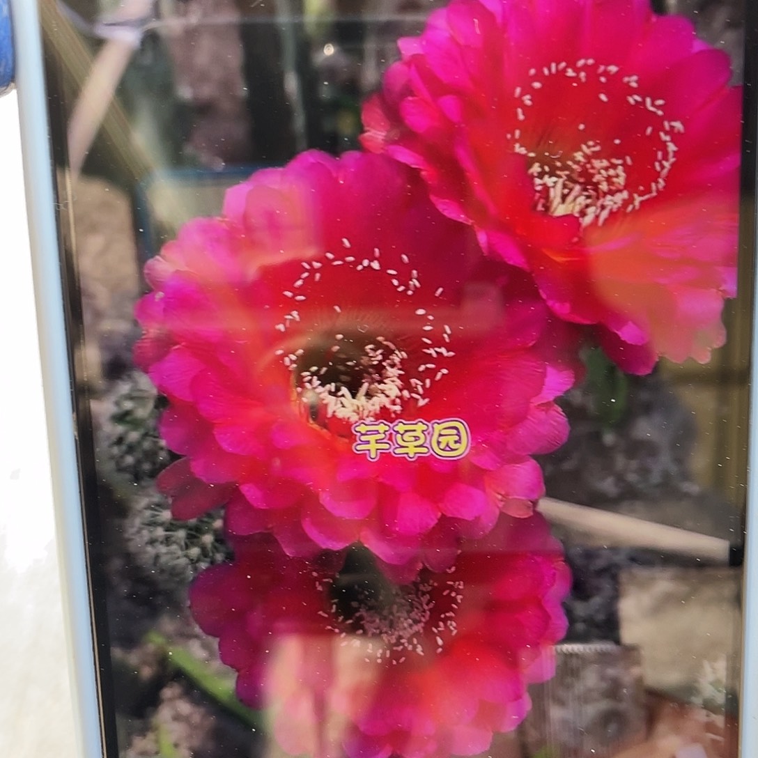 中国心自根球5公分以上满18包邮