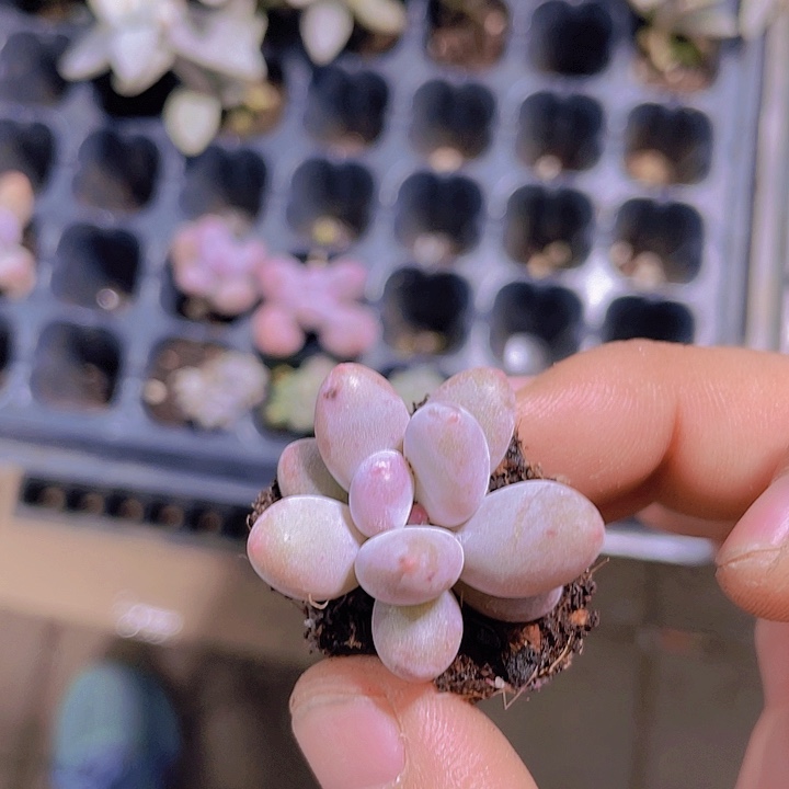 桃美人【满10颗包邮】