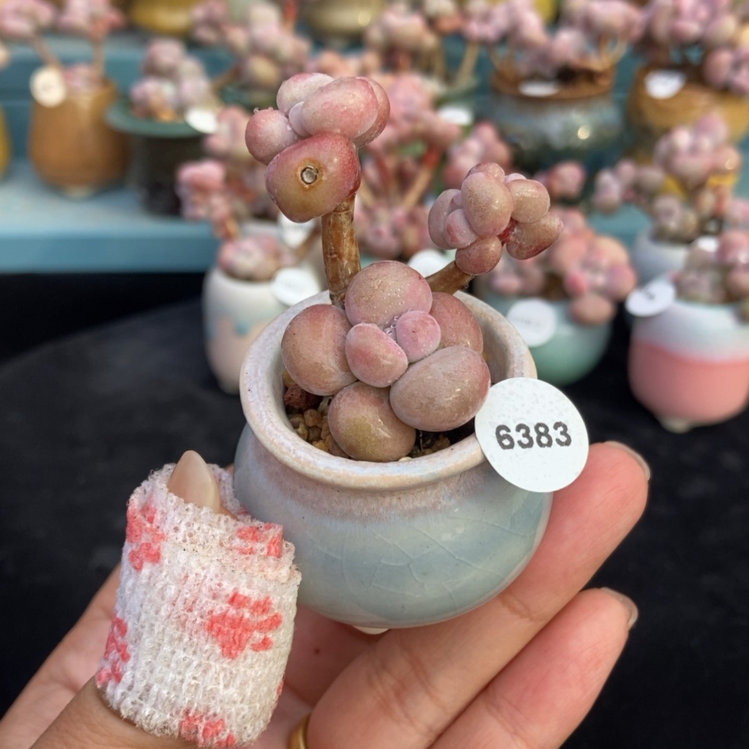 6383糖果腰子蛋带盆土