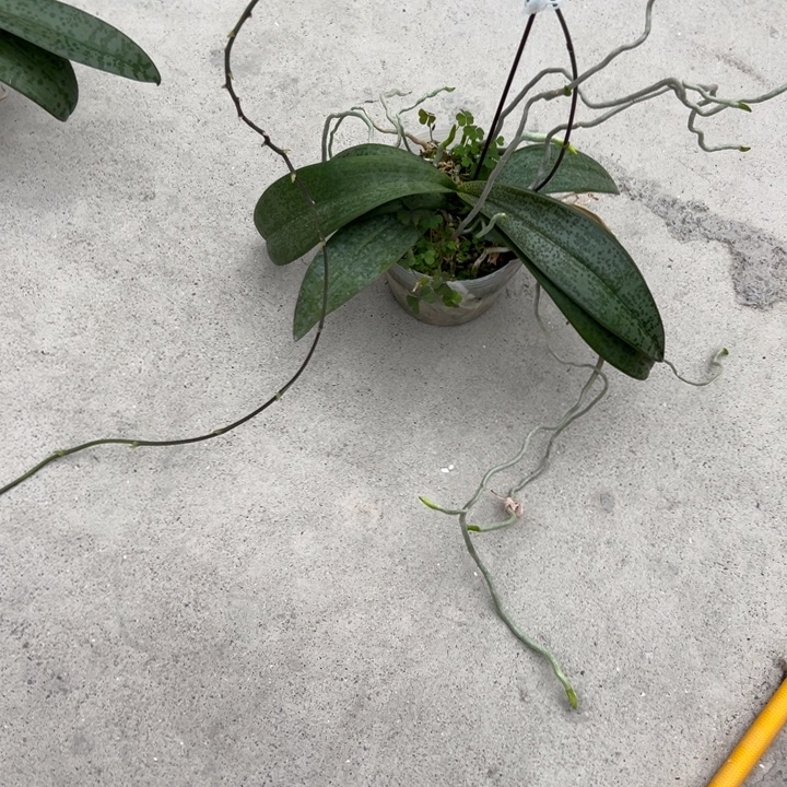 *****不开花植物林登X品3.5