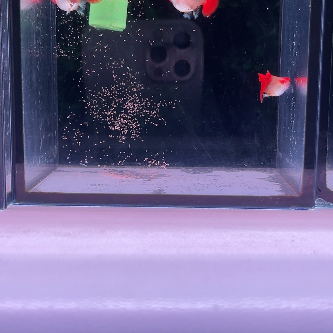 黑玛丽鱼红头折扇球2对