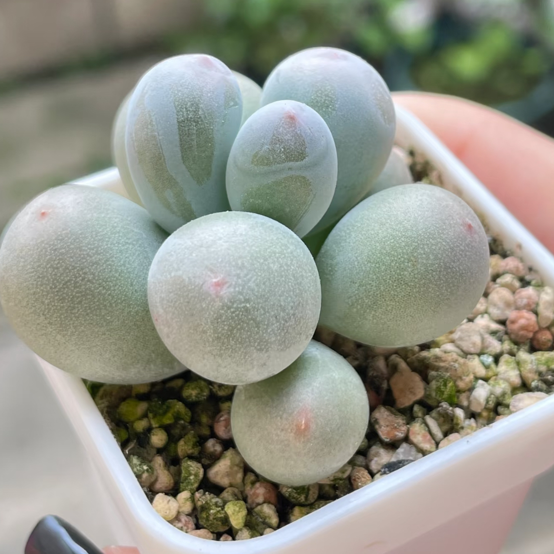 【满 9.9 包邮】原始奶5-6cm带盆多肉植物   美观好养阳台多肉