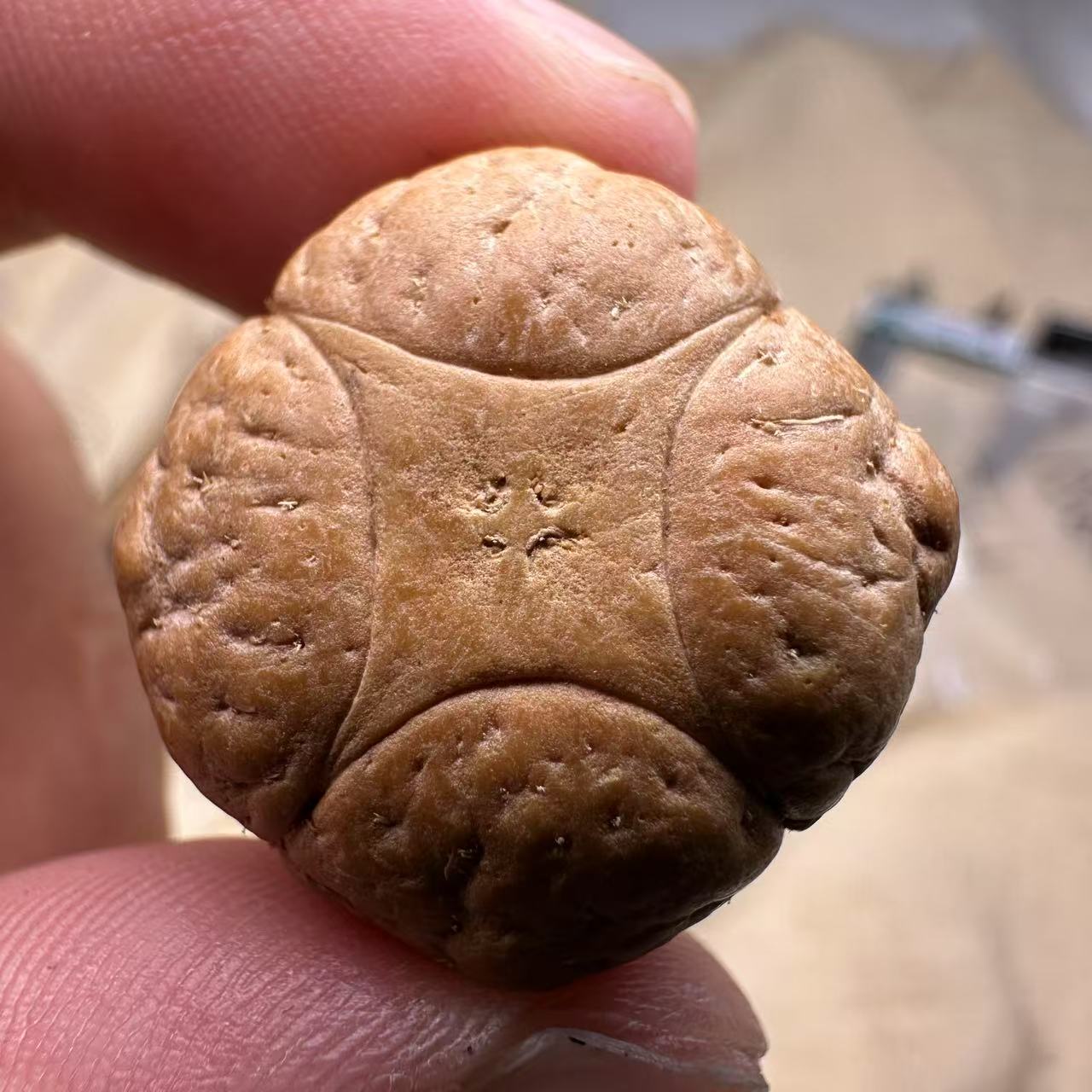 尼泊尔麒麟眼菩提，尺寸24，sss系列，货号S2