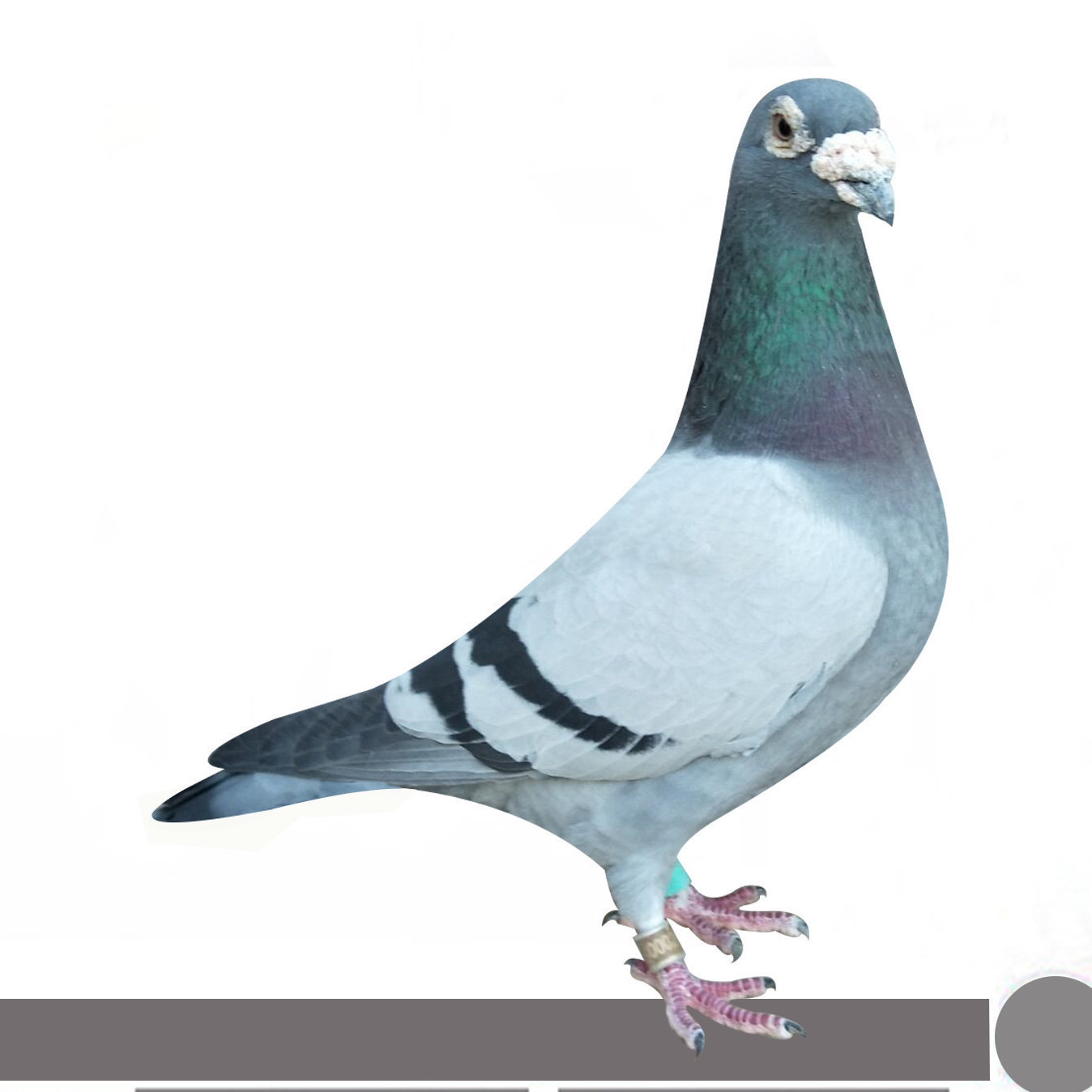 信鸽成绩鸽公棚获奖鸽公棚天落比利时原舍荷兰原舍德国原舍