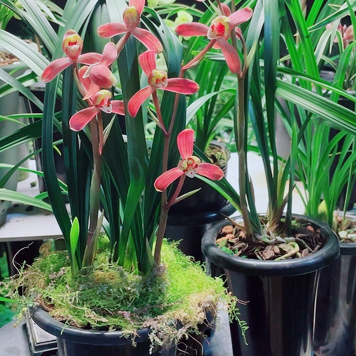 种****完全开放一物一漂亮