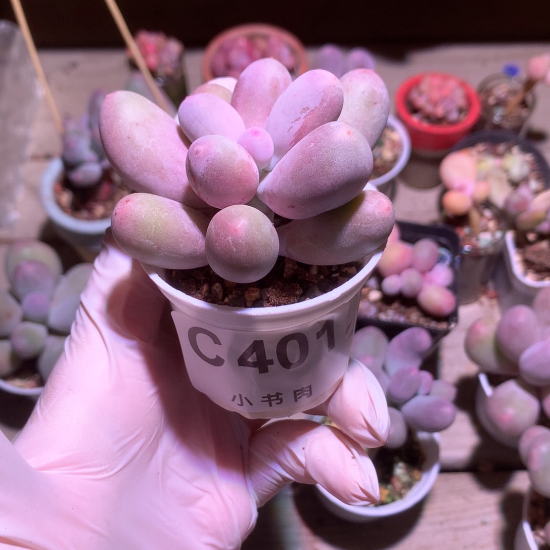 米可奶酪多肉韩国米可奶