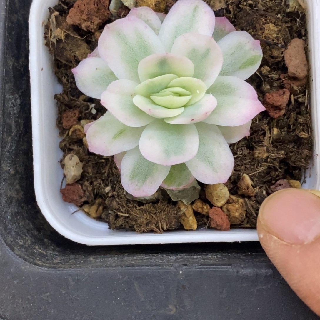 精品多肉一物一拍不包整245