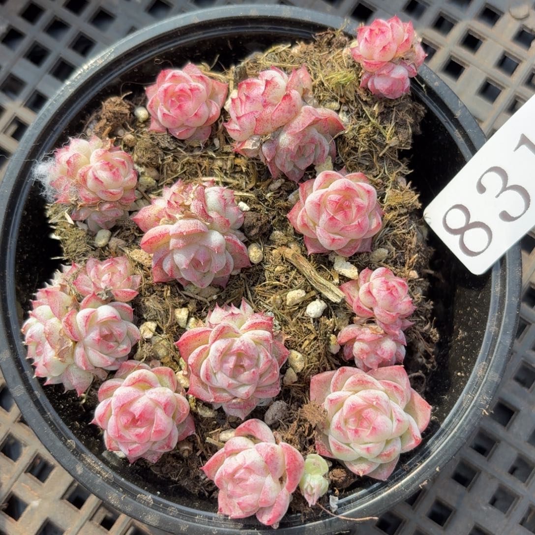 多肉植物多肉植物831