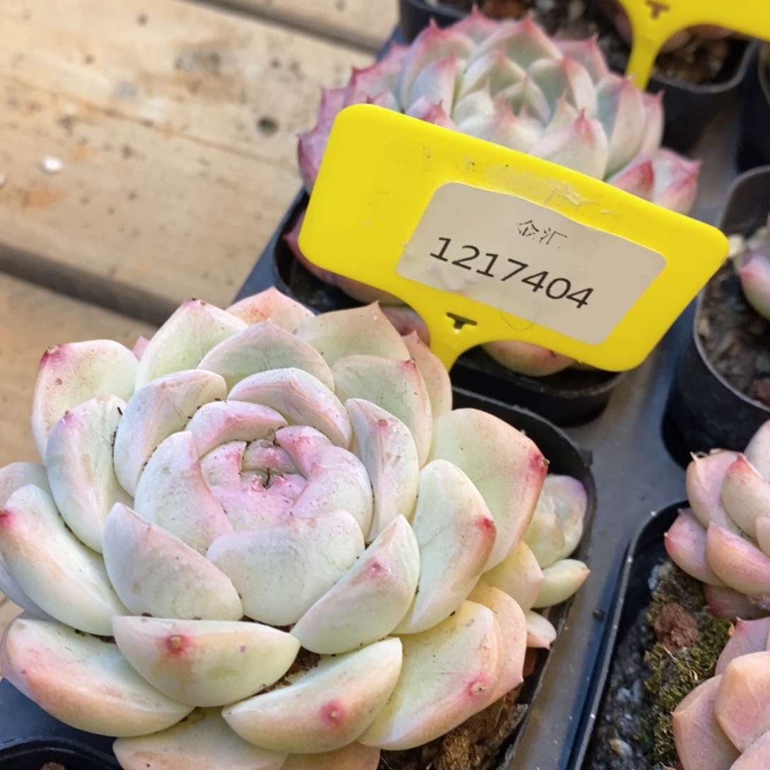 福利多多。1217404