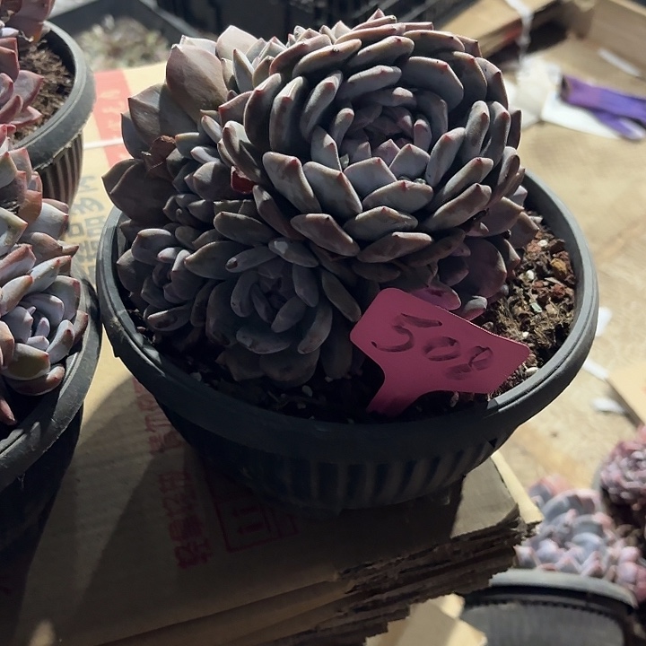 齐***齐星颖缀化多头群山508