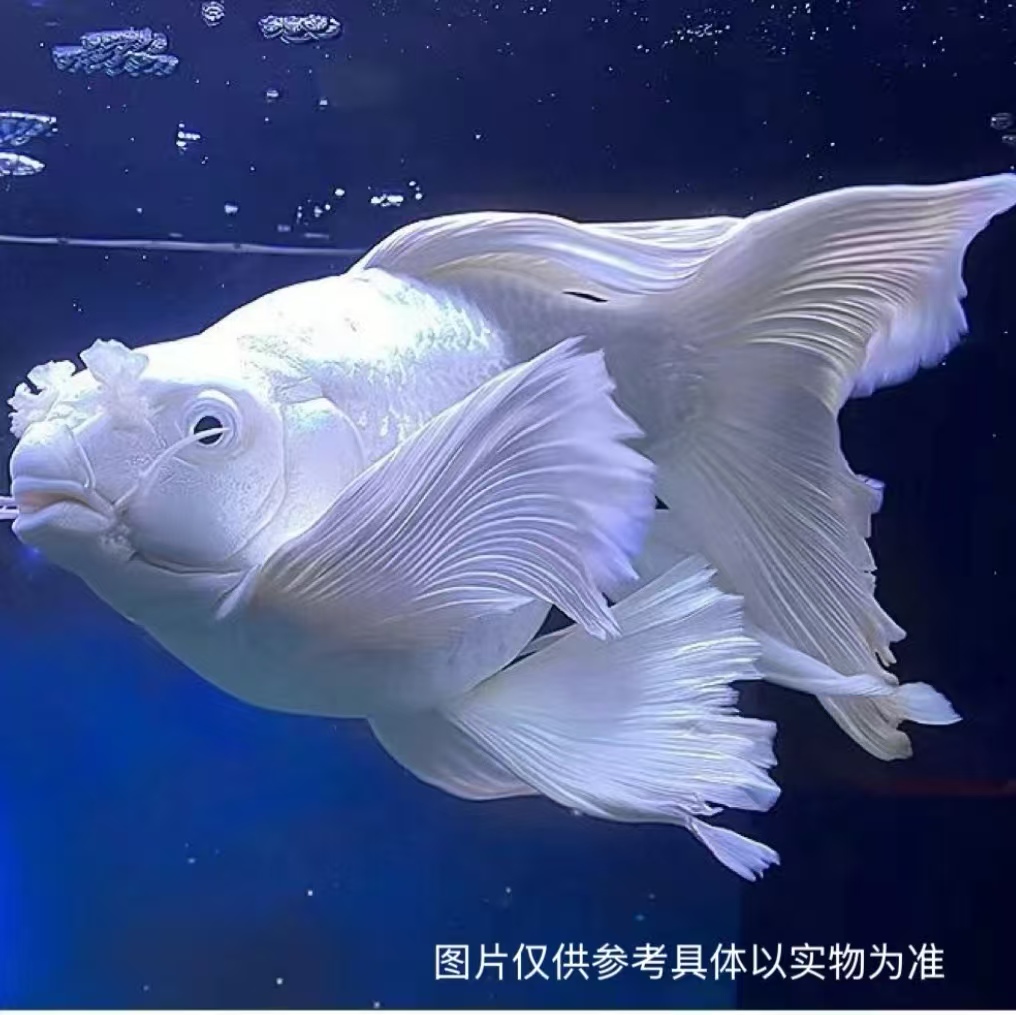16-20短身白色蝴蝶鲤观赏鱼大鳍大尾好养耐活适合混养