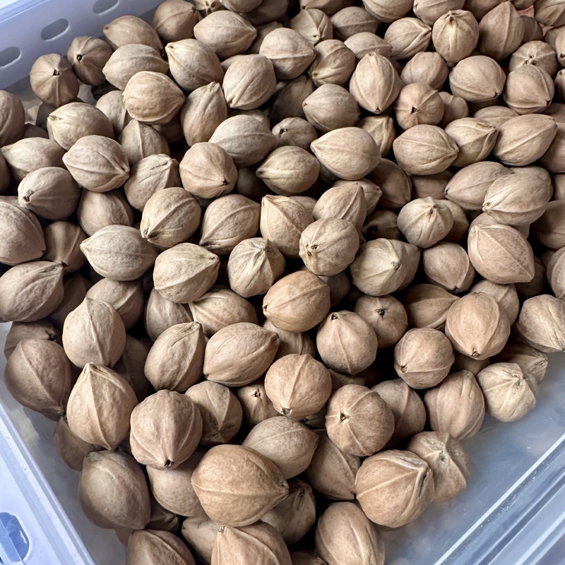 梅林铁核橄榄核新籽挑，散籽原核