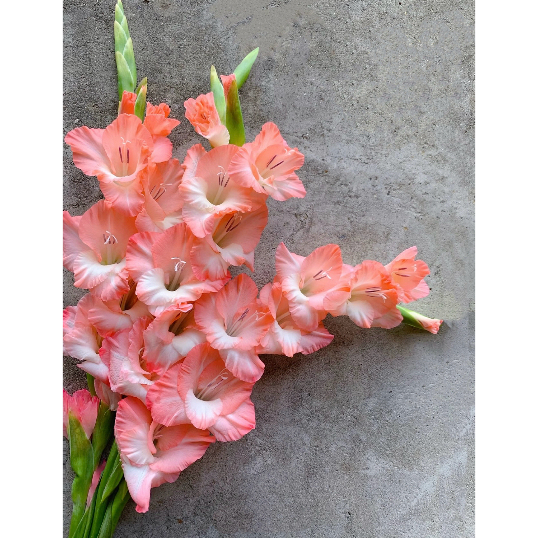 【杨鹏鲜花】阳光粉 剑兰 云南鲜花包邮 生花苞发货