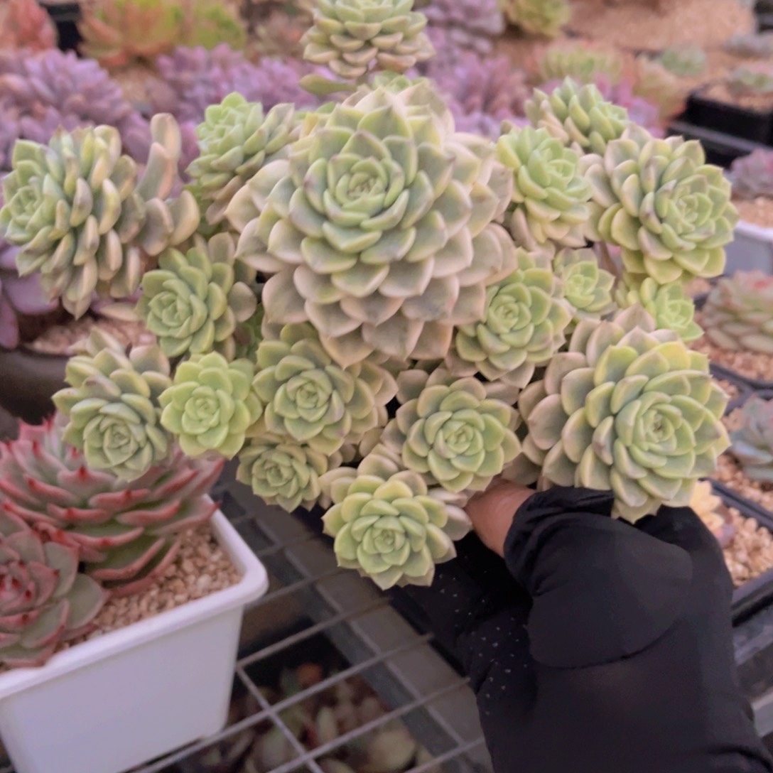 大脸猫99999999999