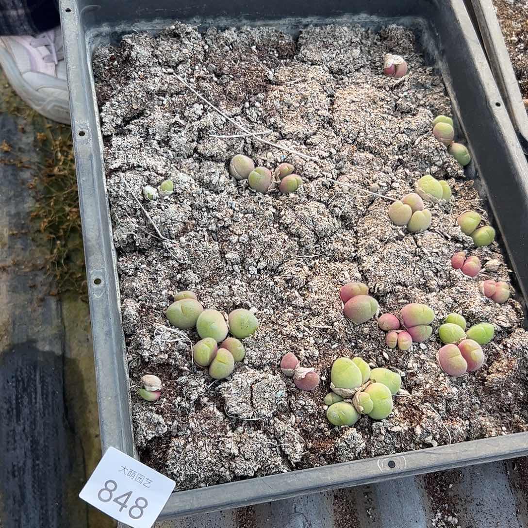 清框脱土发。    848