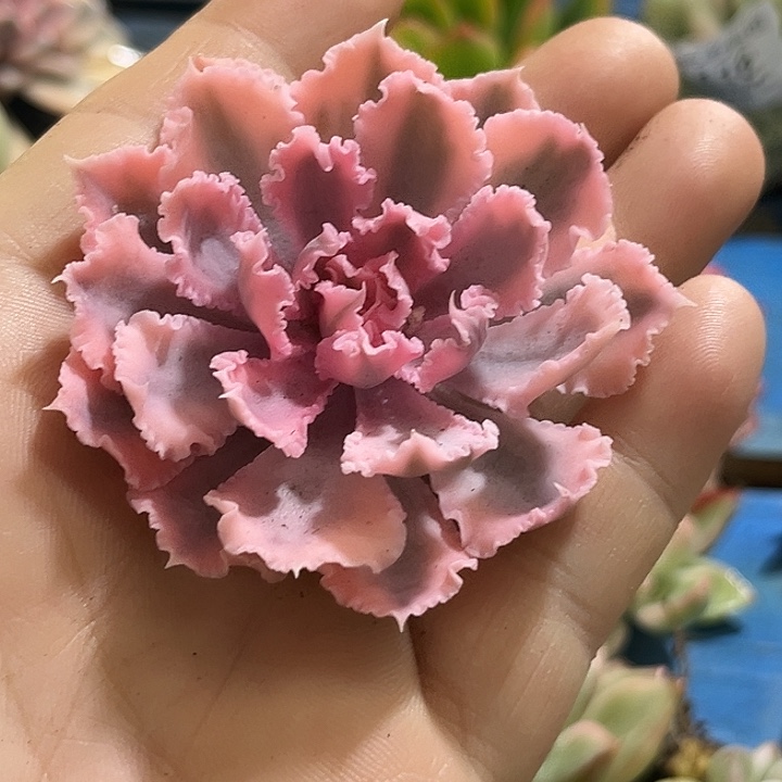 276晚霞之舞腹轮锦无根