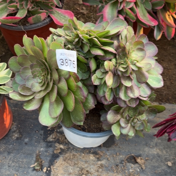 万圣节坠多肉法师3875