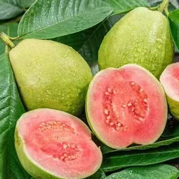 现摘新鲜红心芭乐番石榴芭乐水果