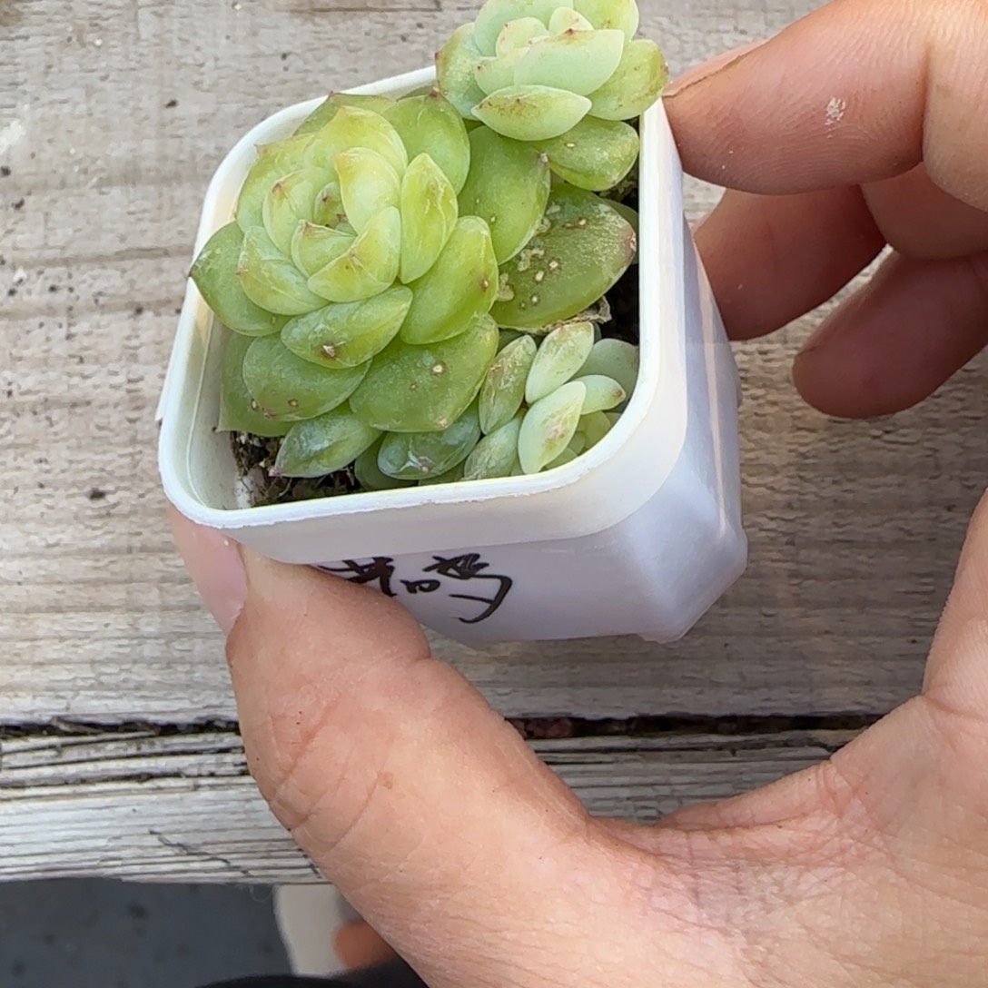 若梦三头盆桌上1个满25包邮