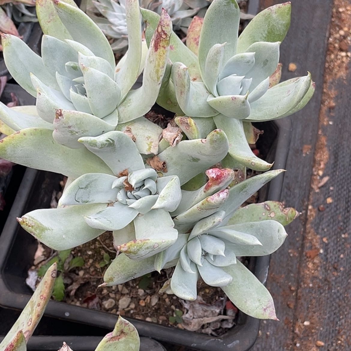 【闪购商品】牡丹苹果叶