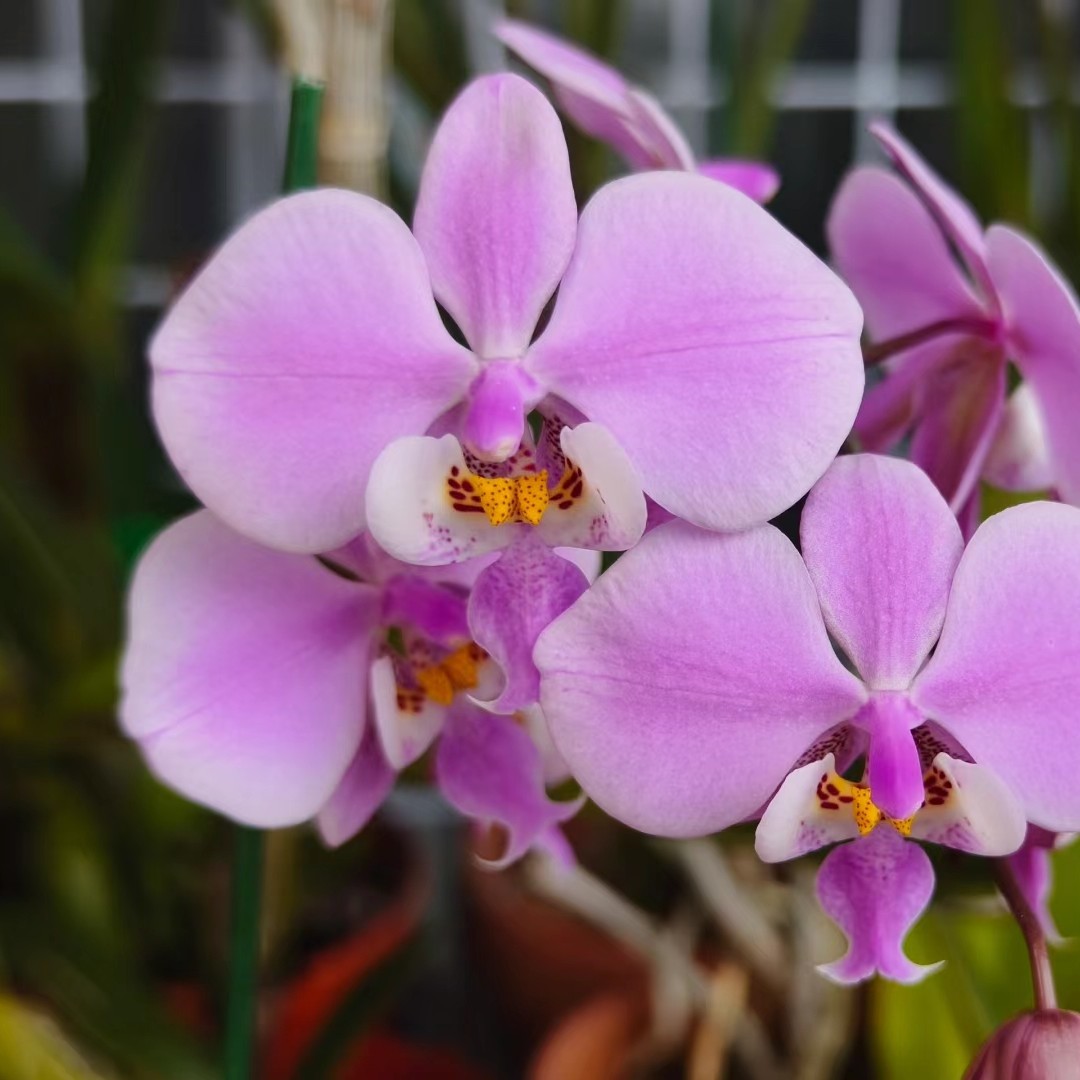 蝴蝶兰  盲盒西  （苗）