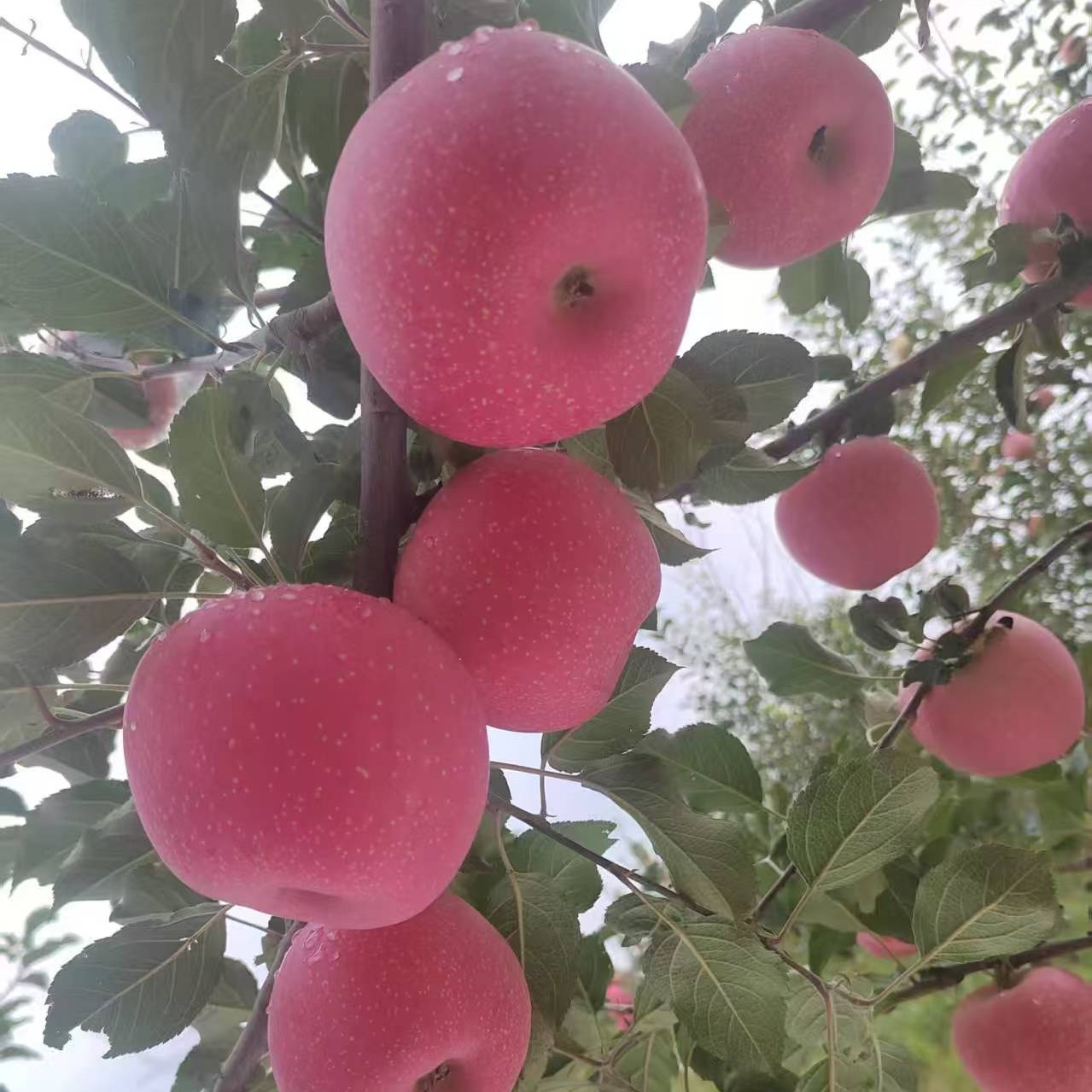 【0003S1】]正宗山西吉县红富士苹果原产地直发