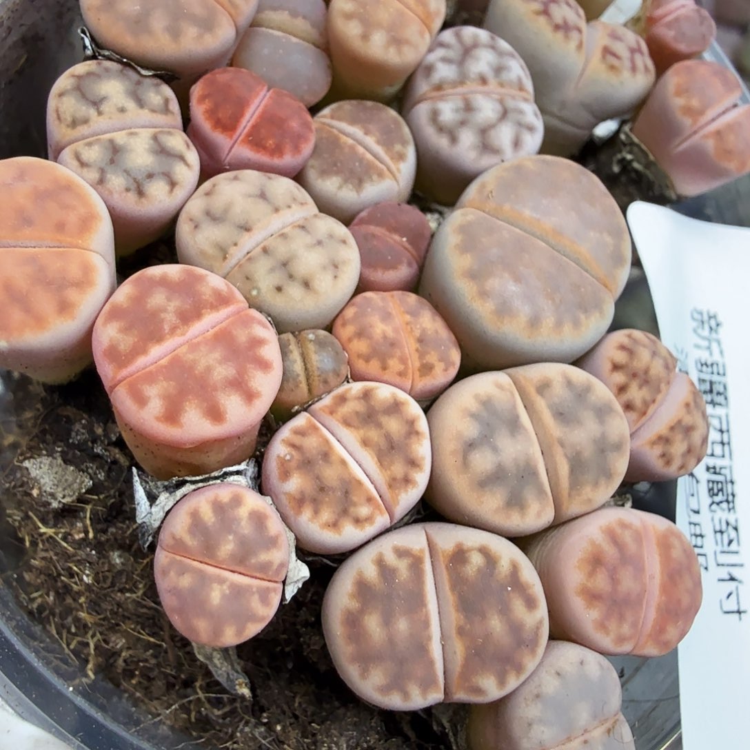 这个小孩也会因为一些367哈哈