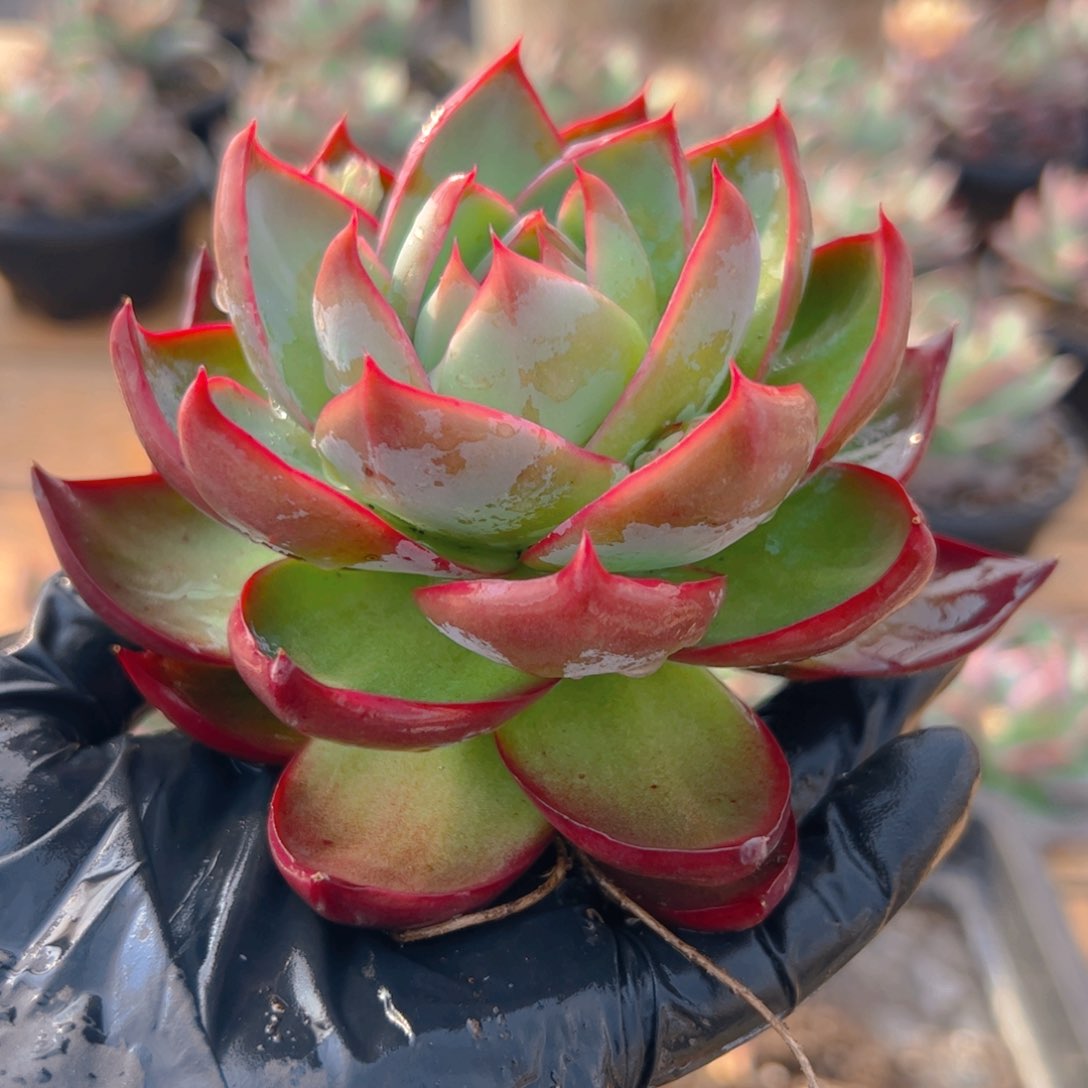 惊鸿仙子福利5072号