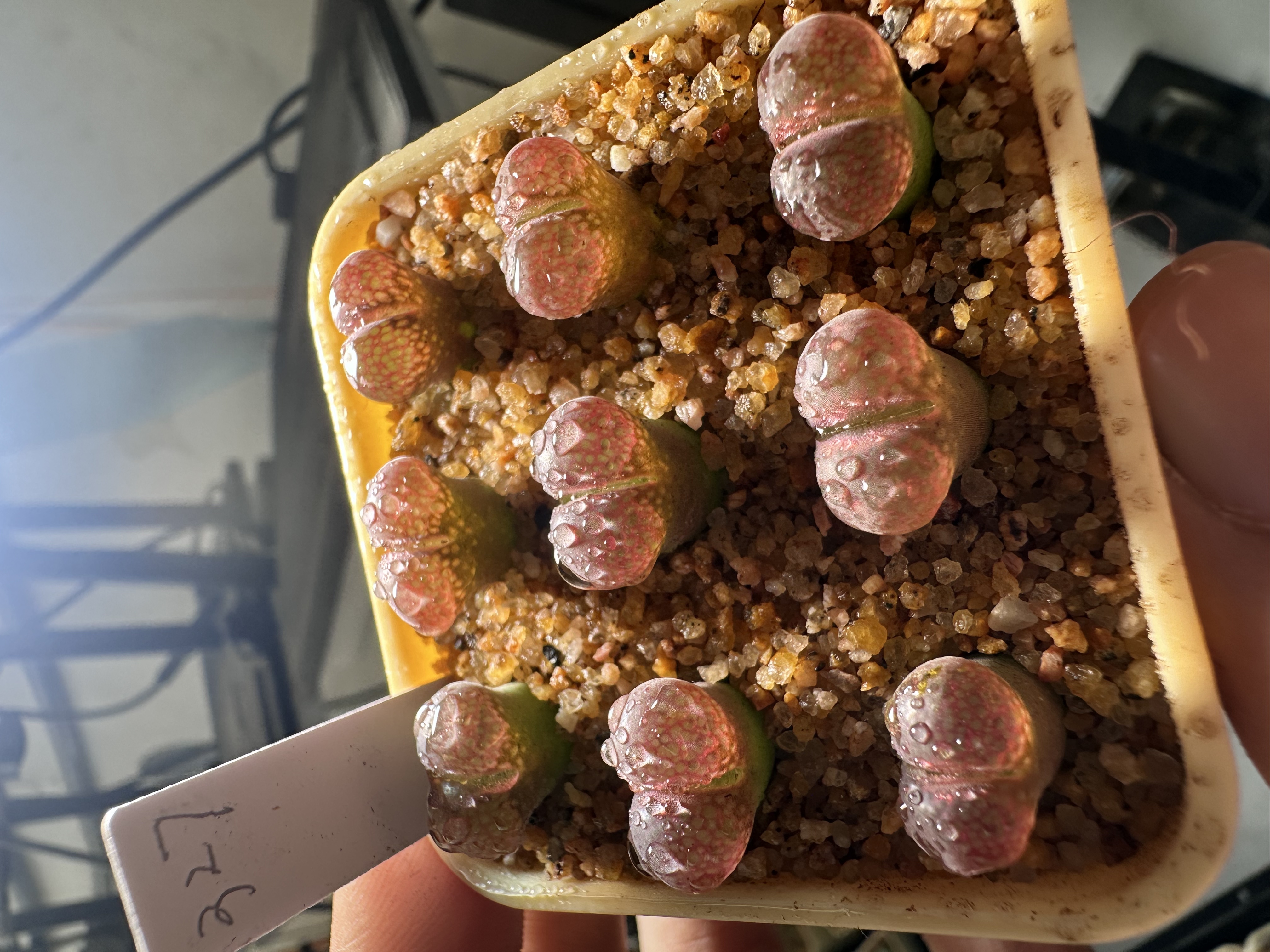 327多肉植物肉锥春见一颗