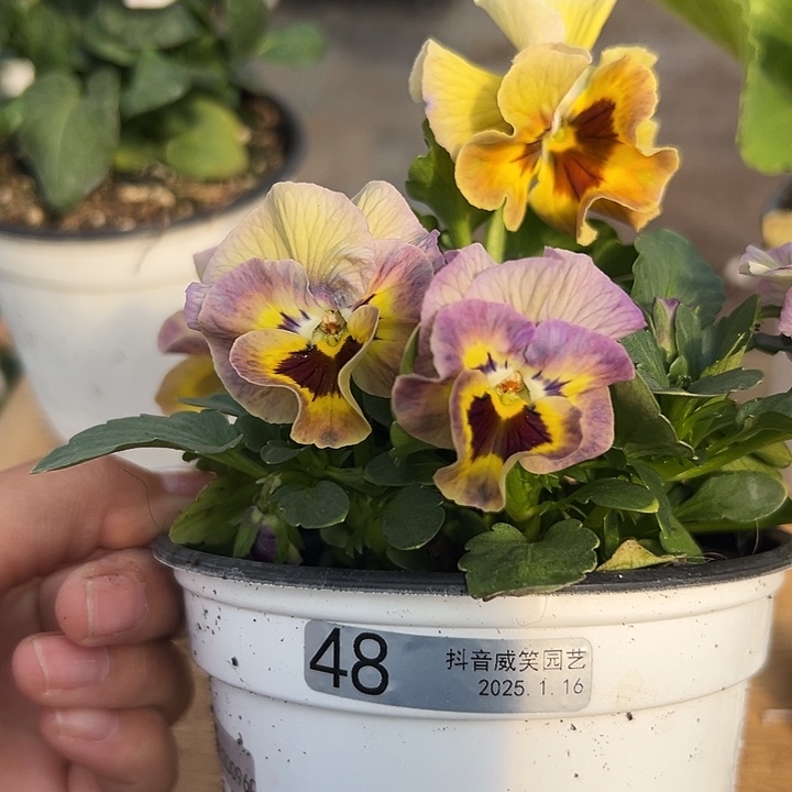 红陶抖音直播闪拍48