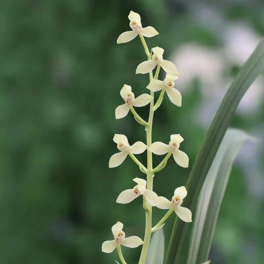 【茶城榜荷】秋榜名品 老种2苗 花开浓香 阳台好养 对版兰花墨兰
