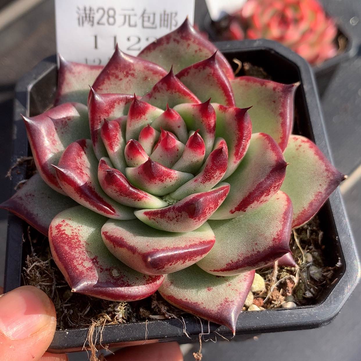 【闪购商品】云1123