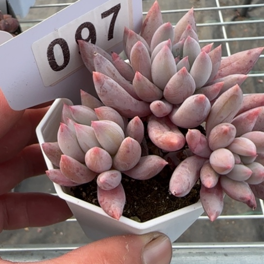 97 一物一拍多肉