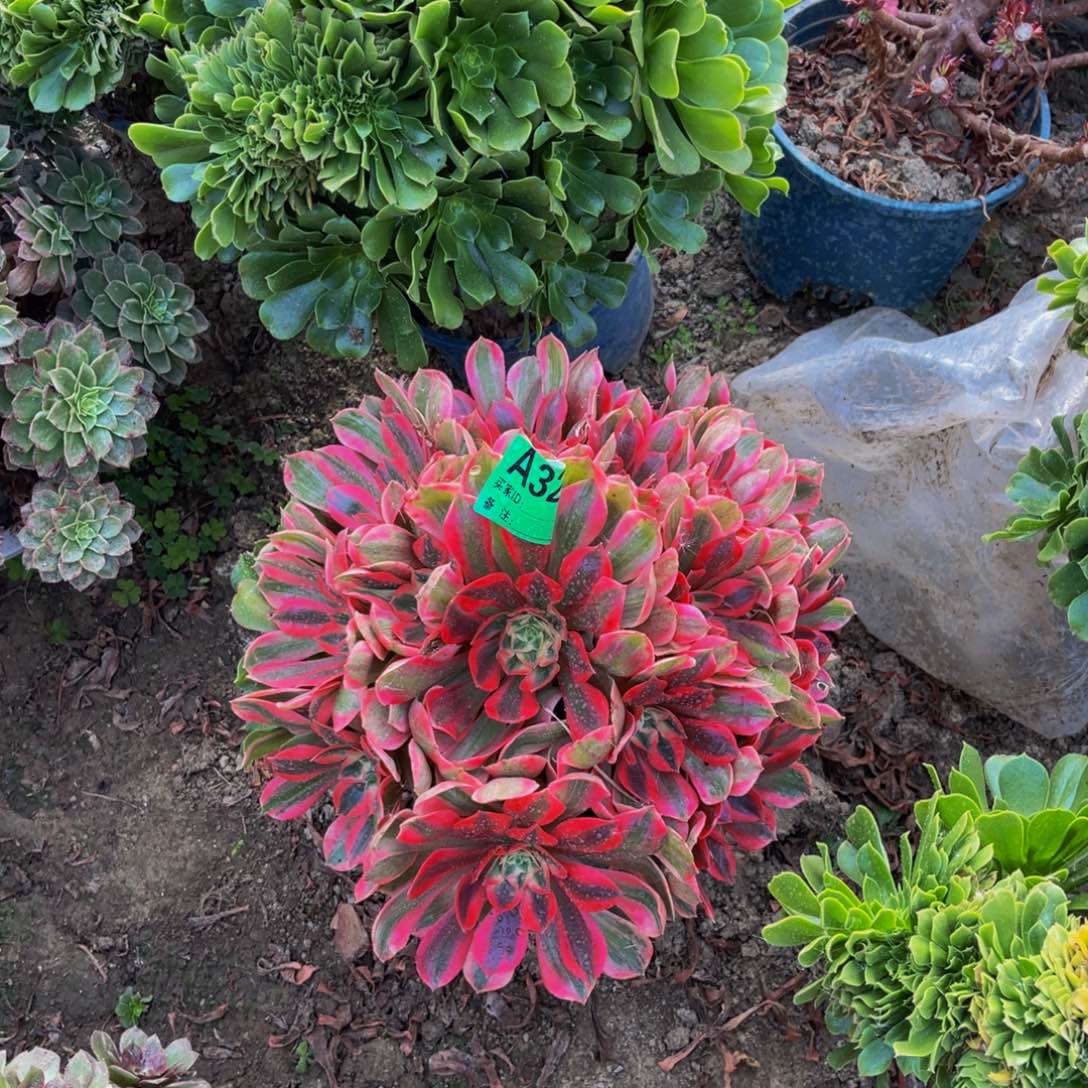 女妖法师都多5-52