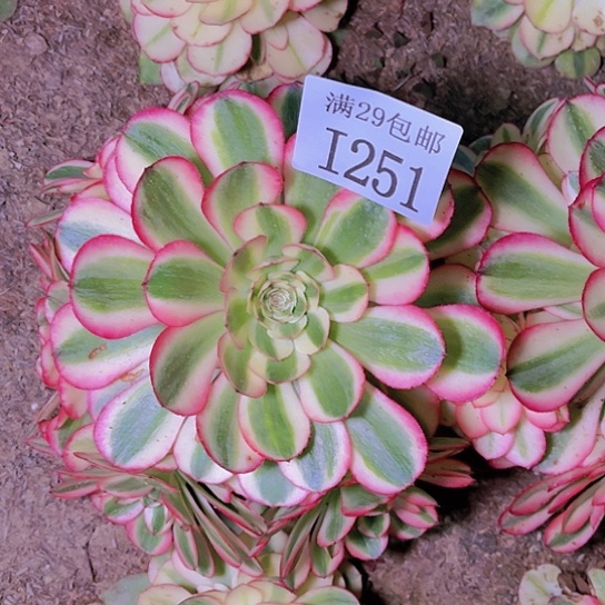 251倾城多肉植物