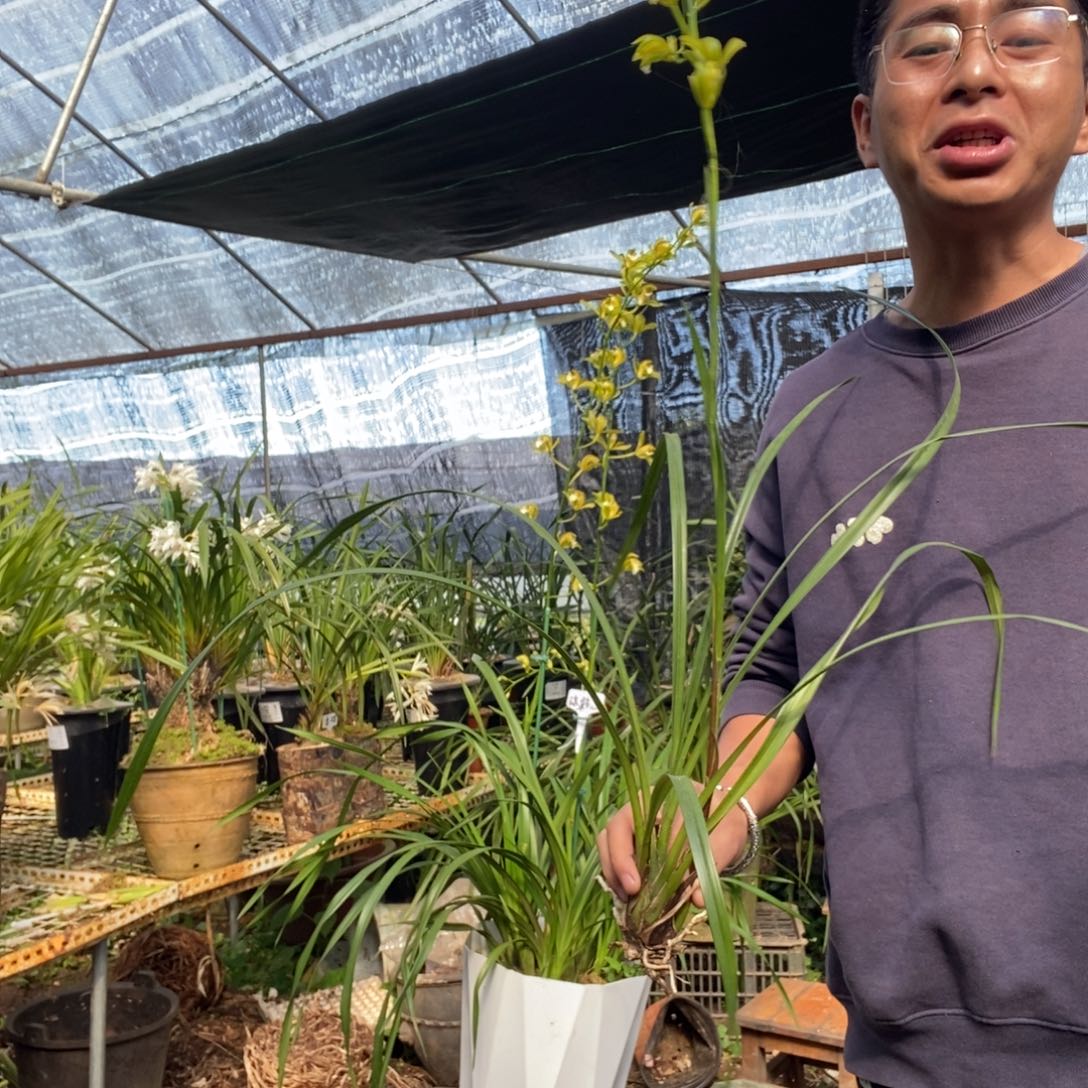 完全开放青和素虎头兰