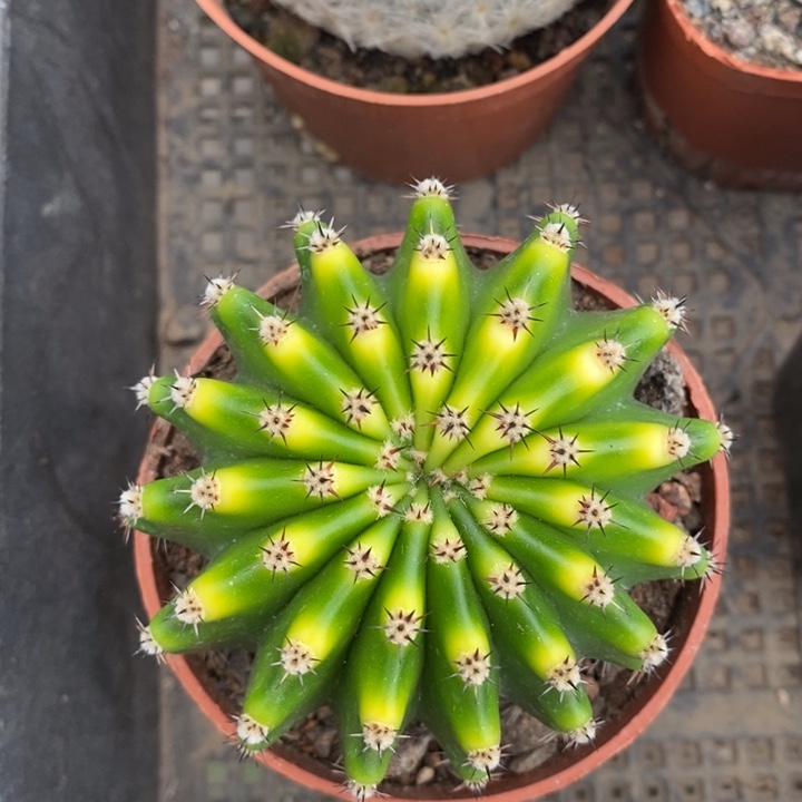 伯克利和格蕾纳等著名音乐