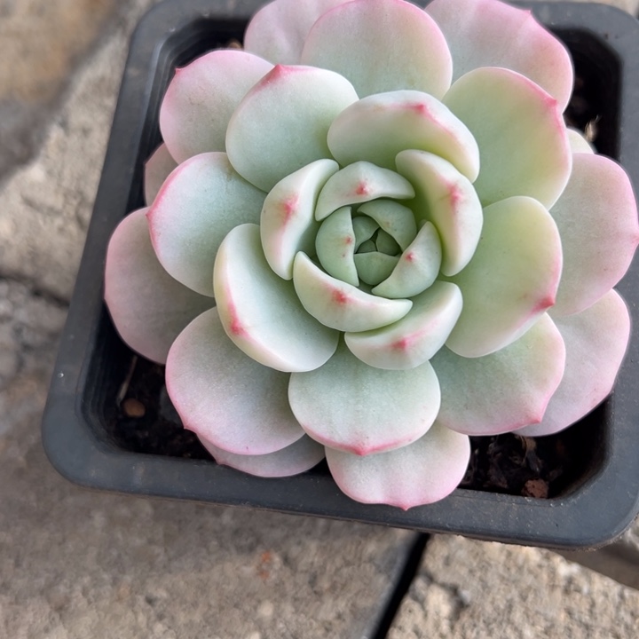 X****香草锦一物一拍补一颗