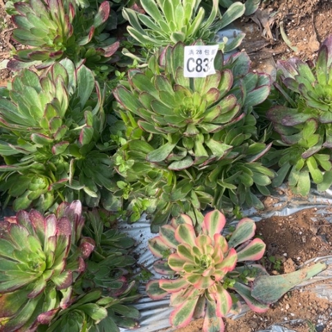 833万彩灯不包断枝