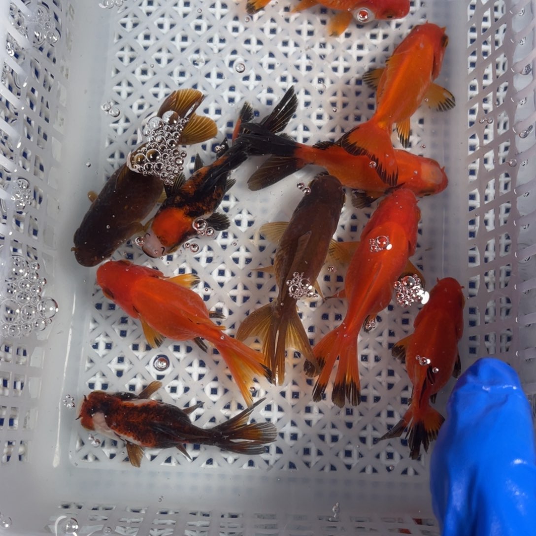 海水鱼花泰狮金鱼24