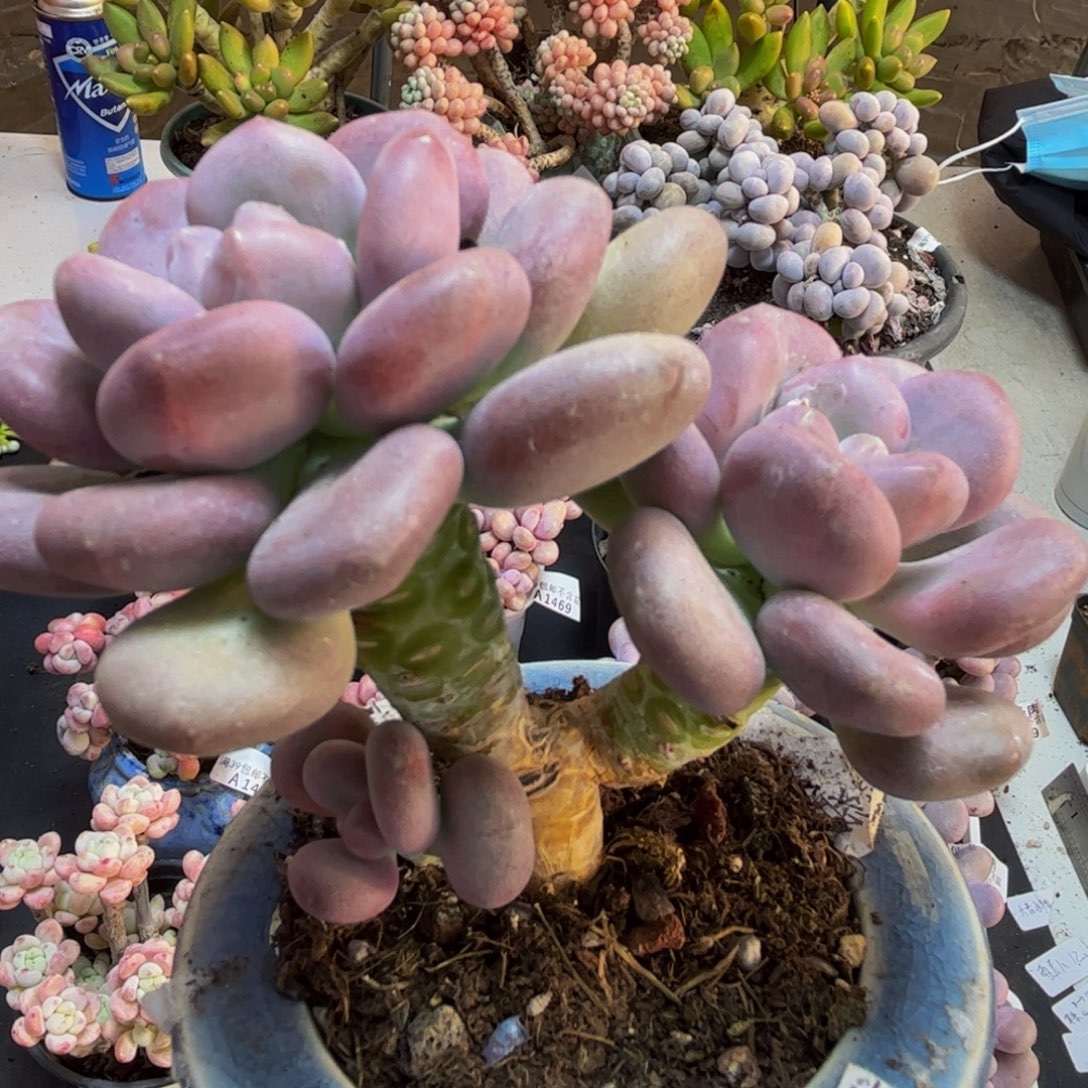 252月美人10cm多肉植物