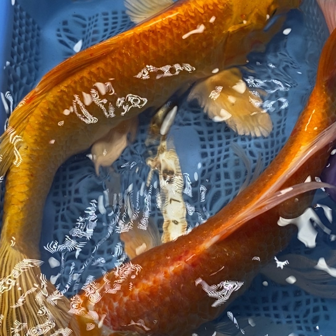 锦鲤冷水锦鲤包邮